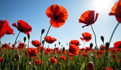 Obraz premium Red poppies sway in a vibrant field under a bright moonlit sky with fluffy clouds at dusk