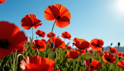 Obraz premium Red poppies sway in a vibrant field under a bright moonlit sky with fluffy clouds at dusk
