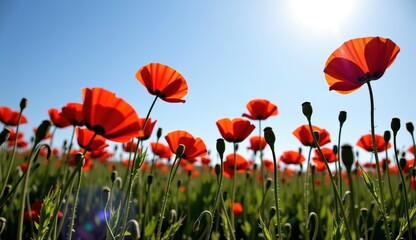 Red poppies sway in a vibrant field under a bright moonlit sky with fluffy clouds at dusk