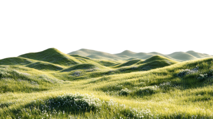 field of wheat in tuscany