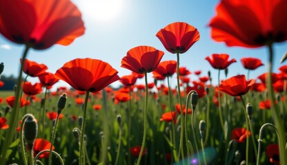 Obraz premium Red poppies sway in a vibrant field under a bright moonlit sky with fluffy clouds at dusk