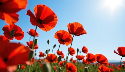 Obraz premium Red poppies sway in a vibrant field under a bright moonlit sky with fluffy clouds at dusk
