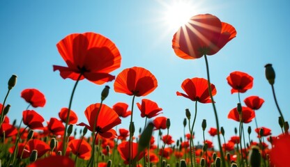 Obraz premium Red poppies sway in a vibrant field under a bright moonlit sky with fluffy clouds at dusk
