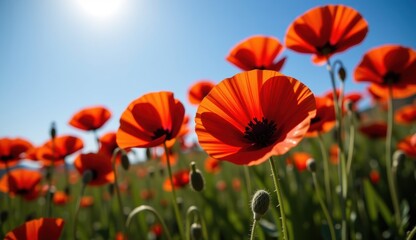 Obraz premium Red poppies sway in a vibrant field under a bright moonlit sky with fluffy clouds at dusk