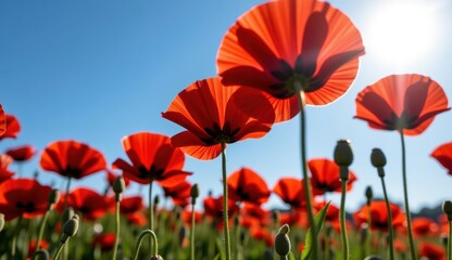 Obraz premium Red poppies sway in a vibrant field under a bright moonlit sky with fluffy clouds at dusk