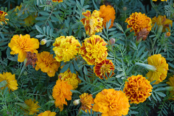 Yellow red french marigold flower blossom in garden, Yellow red french Mari Gold flowers for decorate garden, Close up of beautiful small marigold flower in garden. Marigold flowers bloom in nature