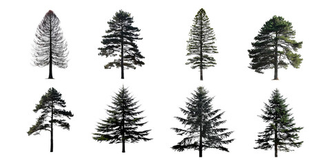 Obraz premium Various Pine Tree Silhouettes on Transparent Background, PNG collection, set bundle, isolate on transparent or white background
