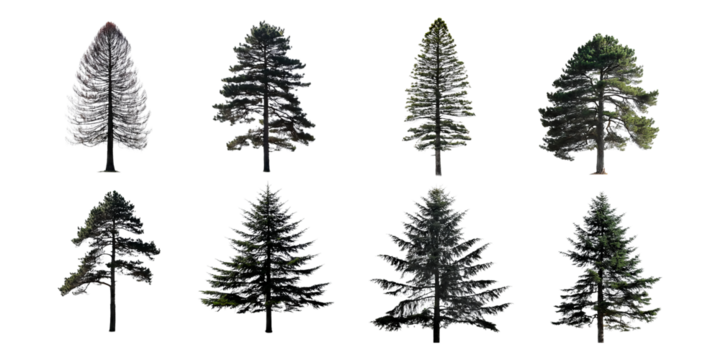 Various Pine Tree Silhouettes on Transparent Background, PNG collection, set bundle, isolate on transparent or white background