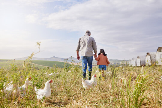 Grandfather, child and walk with holding hands on farm for bonding, agriculture education and animal care. Back, family and chicken of poultry farming, learning and sustainable harvest in countryside
