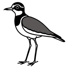 black crowned night heron