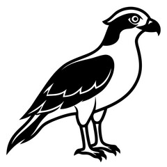 bird on a white background