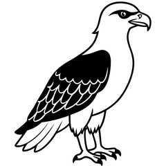 eagle isolated on white