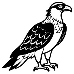 eagle vector illustration