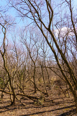 冬の枯れた湿原の様子