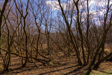 冬の枯れた湿原の様子