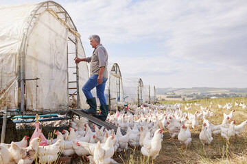 Man, chicken and farm on field outdoor of egg inspection, agriculture industry and poultry farming. Mature person, animals and storage of food production, check harvest and sustainable in countryside