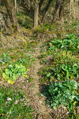 森の中を獣が歩いた後にできた道