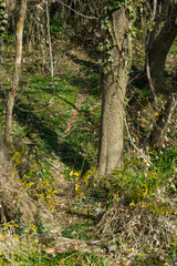 森の中を獣が歩いた後にできた道