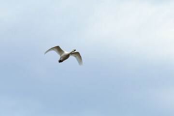 餌場に向けて飛び立つ白鳥