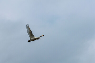 餌場に向けて飛び立つ白鳥
