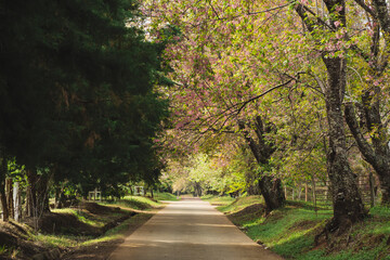 solo traveler in nature concept with country road with pink cherry blossom tree in springtime season