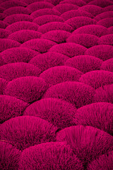 Obraz premium Pink Incense Sticks