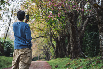 solo traveler in nature concept with asian man take photo bby phone and sightseeing with pink cherry blossom tree in springtime season