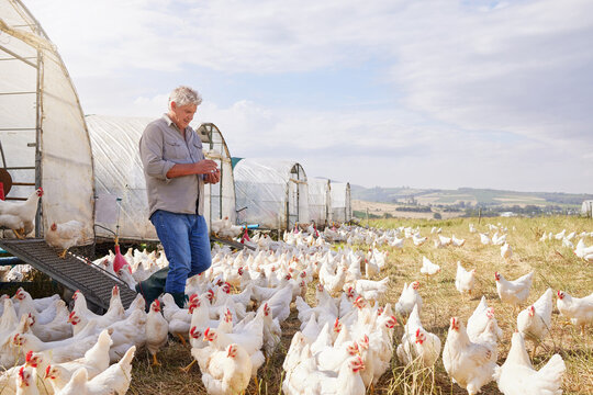 Mature, man and eggs on farm outdoor for agriculture inspection, check growth and quality control. Male person, poultry farming and chicken for food production, harvest industry and countryside stock