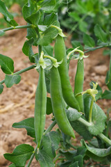 Green peas grow in the garden Beautiful close up of green fresh peas and pea pods. Healthy food, Bush of sweet pea with ripe pods cultivated on vegetable garden, green peas closeup in nature, Pakistan