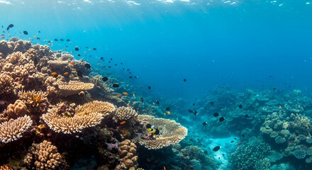 Fototapeta premium Vibrant Coral Reef Underwater Scene with Tropical Fish and Clear Blue Water
