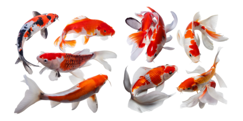 Colorful Koi Fish Swimming in Transparent Background Aquarium Environment