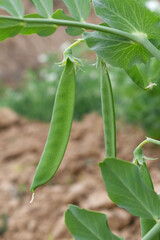 Green peas grow in the garden Beautiful close up of green fresh peas and pea pods. Healthy food, Bush of sweet pea with ripe pods cultivated on vegetable garden, green peas closeup in nature, Pakistan