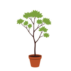 bonsai tree isolated on white