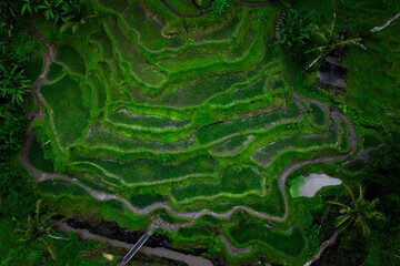 Ubud Rice terrace