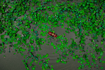 Floating through the lily pads