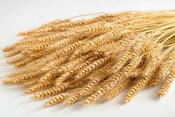 Dried Wheat Ears Close Up