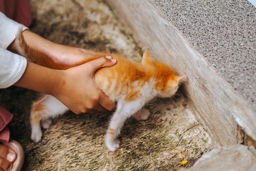 close up of child's hand holding kitten, domestic cat
