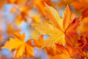 Fototapeta premium Autumnal Ground Cover: A Carpet of Orange Maple Leaves