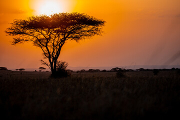 African Sunsets with tree and the setting sun.