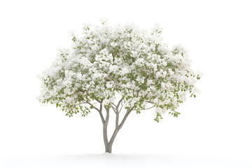 Naklejka premium White Blossoms Tree: Spring's Beauty in Full Bloom