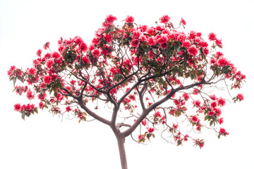 Blooming Pink Tree: Nature's Springtime Beauty