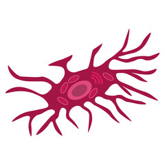 Osteocyte 