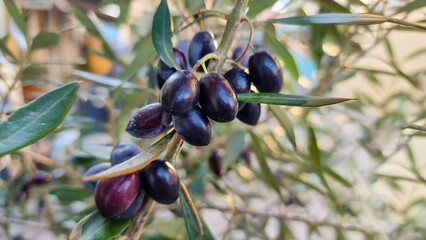 olives black ripe for oil leaf twing