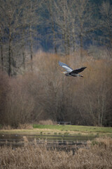 Great Blue Heron silently glides over wetland in Nisqually wildlife refuge, Washington.