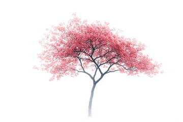 Obraz premium Pink Tree Blossoms: Nature's Beauty in Spring