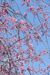 桜「ヤエベニシダレ」枝垂れ桜