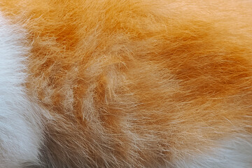 close up of orange and white cat fur