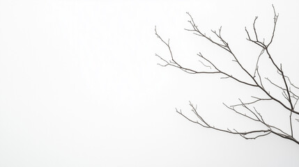 Obraz premium Abstract Bare Branch on Gray: A minimalist close-up captures the intricate silhouette of a bare tree branch against a backdrop, evoking a sense of delicate fragility and the stark beauty of winter.