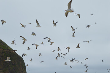 flock of seagulls