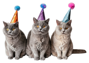 PNG Three British Shorthair cat cats hats birthday.